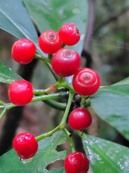 鳳鳴古道 鳳鳴山 南隘勇（南長城）古道 三湖山 八達嶺（龍骨）古道 綠色古道 延平古道2975118