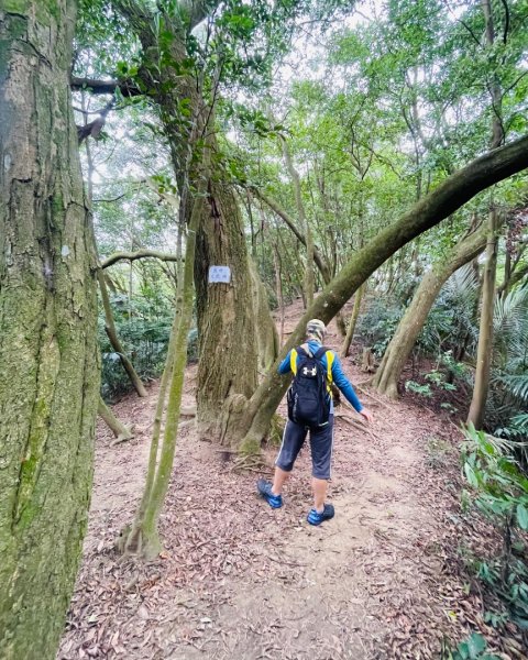 微笑山⛰️線-大棟-二格山-五分山-天上山-鳶山💎12條步道完成💙2841452