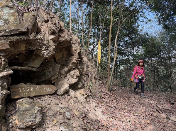 谷關 白毛山-逆O繞 202603153018980