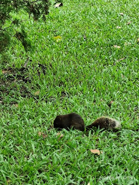 大安森林公園、大港墘公園【走路趣尋寶】【臺北健走趣】2584920