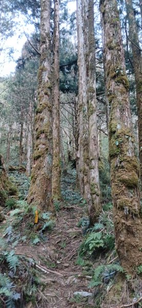 2025 3/1 三星山2723846