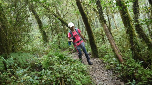 松蘿湖單攻登山健行趣（步道）1522287