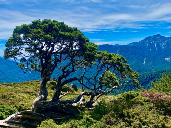 合歡山七連峰的空中花園賞花趣3073101
