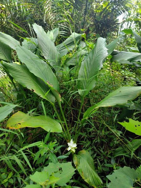 烏山、刣牛湖山、竹子尖山2891956