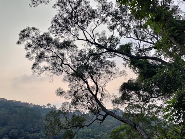 【新竹縣峨嵋鄉】藤坪步道2833236