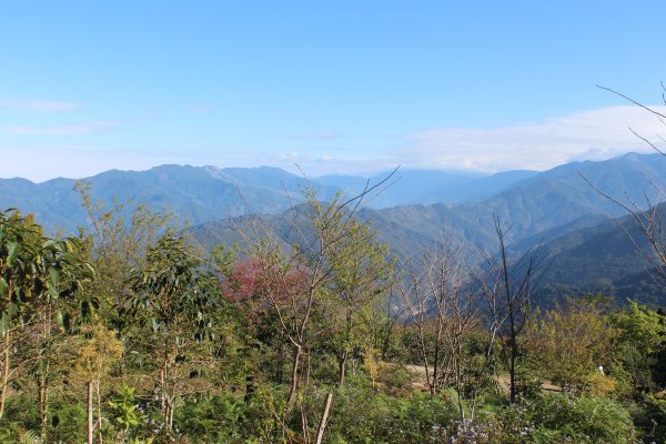 20220203高雄二集團櫻花公園順登二集團山1603619