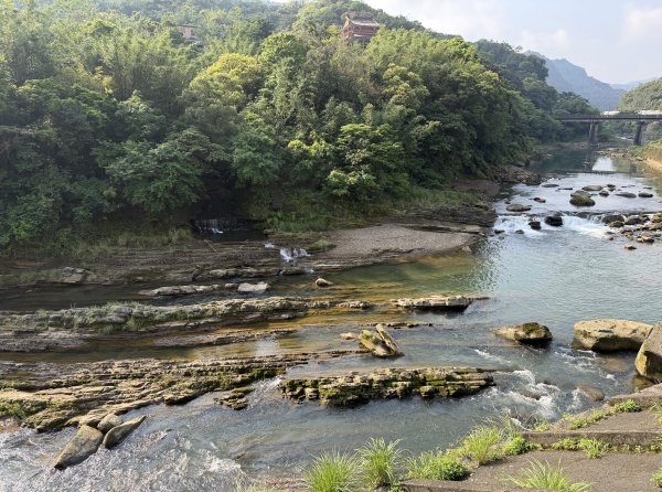 2026_0412 鐘萼木賞花 - 淡蘭國寶樹3035278