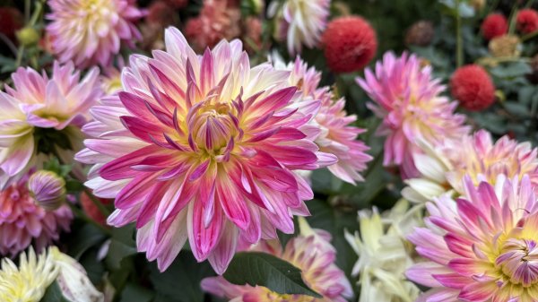 2025台北杜鵑花季｜大安森林公園｜迎曦花丘｜20250307｜峯花雪月2729809