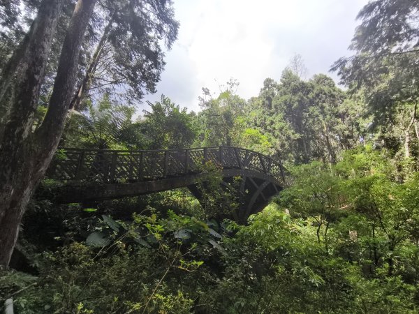 [百山百鳥尋旅-05/15] 2025_0830 溪頭賞鳥步道_銀杏步道2875530