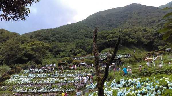 【臺北大縱走2】頂湖和竹子湖賞繡球花海芋981868