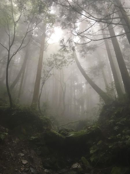 觀霧檜山巨木森林步道171747