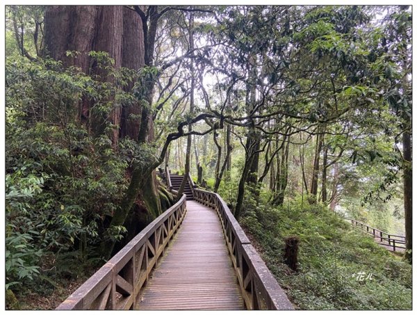 阿里山慈雲寺の紫藤2782151