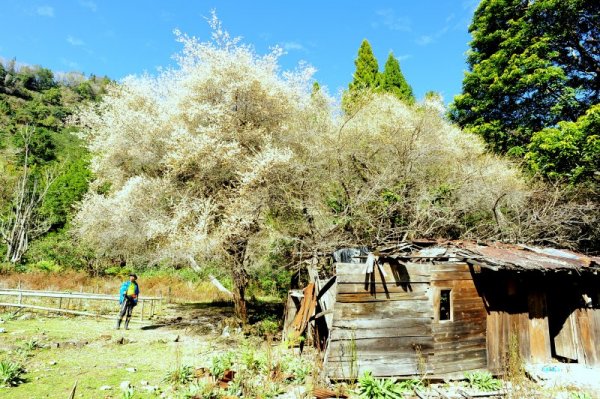 2022 D0205-0207  霞山鐵道 白雪村 拉拉喀斯神木群