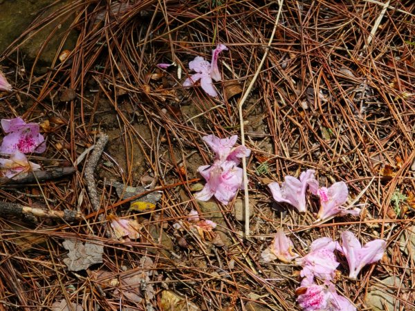 四大鳥山之首小劍山2773958