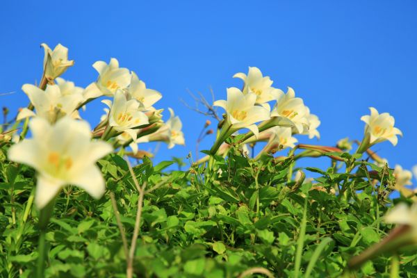 初夏北海岸的山花亂舞-麟山鼻的台灣百合125486