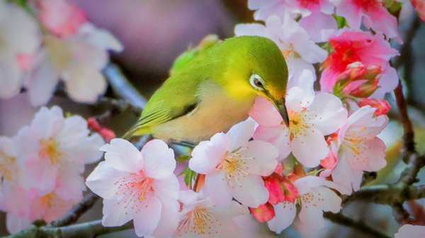 中正紀念堂隨走賞花鳥1635372