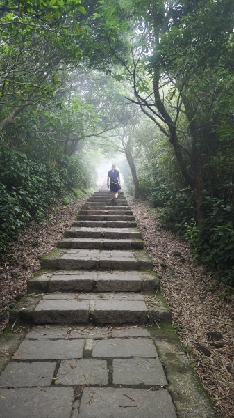 2025-0505 觀音山土路追桐花+牛港稜步道2781384