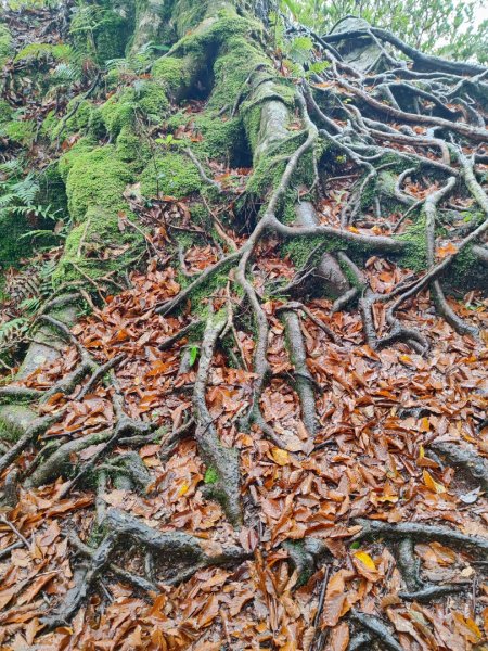 北得拉曼神木群連走內鳥嘴山2940205