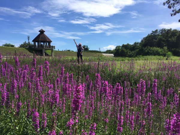 【嘉義】千屈菜@蒜頭生態公園1433526