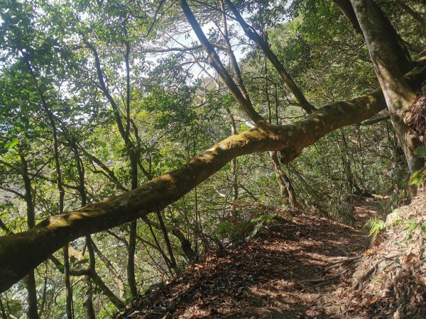 步道巡訪員│鳥嘴山步道 1 月巡訪日誌810578