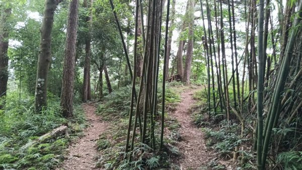 20250607 新竹竹東三山(樹杞林山 - 新具庄山 - 員崠子山)  O型2808896