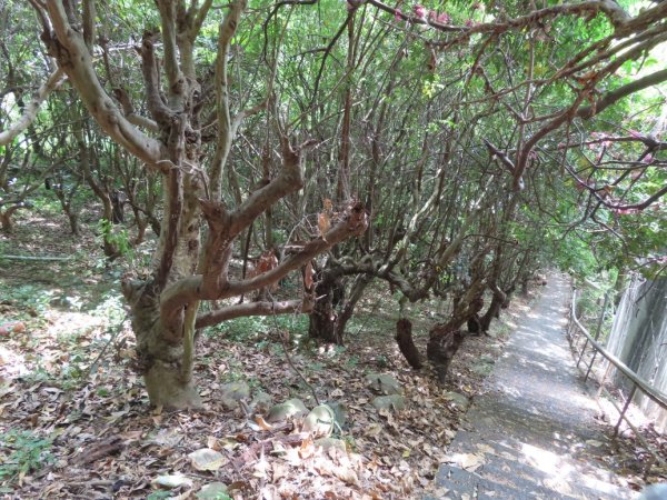 員林萬里長城步道