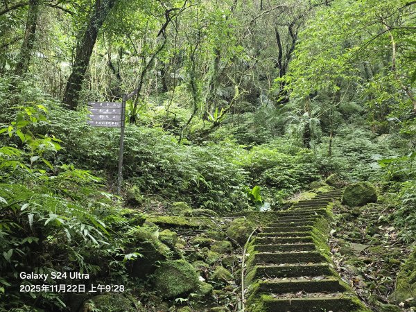 2025-11-22微笑山線：【五分山系】平溪小黃山段2943283