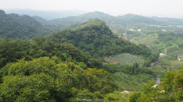 《台中》貓仔龍貓｜后里鳳凰山觀音山登山步道O繞202505042777246