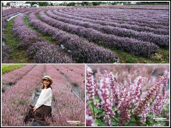 桃園。楊梅仙草花節偽出國紫色夢幻花海免費遊