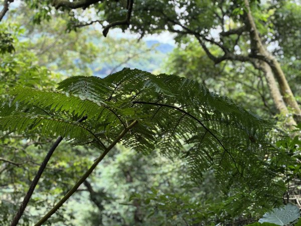 《坪頂古圳步道O形縱走｜大崎頭梯田、竹林秘境，夏日最涼的水圳步道》3086027
