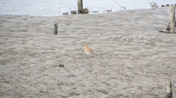 《彰化》海空夕照｜王功燈塔及芳苑海空步道健行賞冬候鳥202601102980279