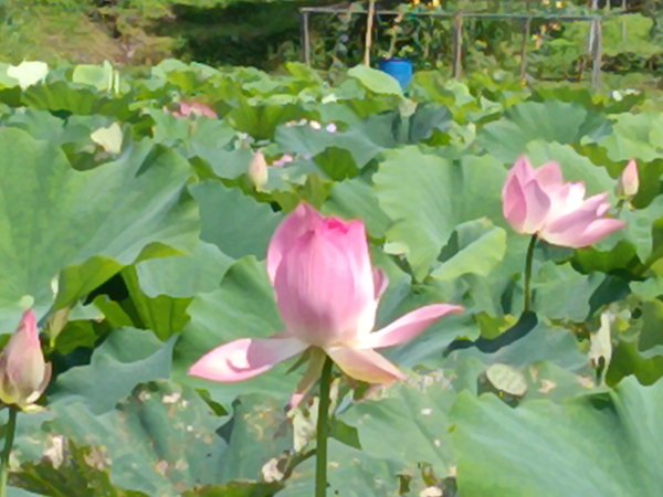 雙溪區彎穹夏日荷影2806556