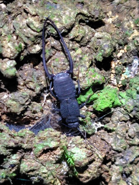 南東眼山連走有勝山2918712