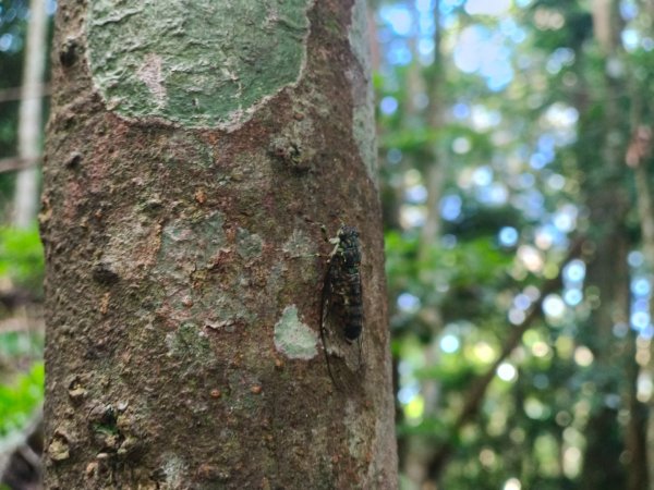 大混李棟山2816336