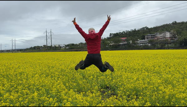 富里油菜花2704825