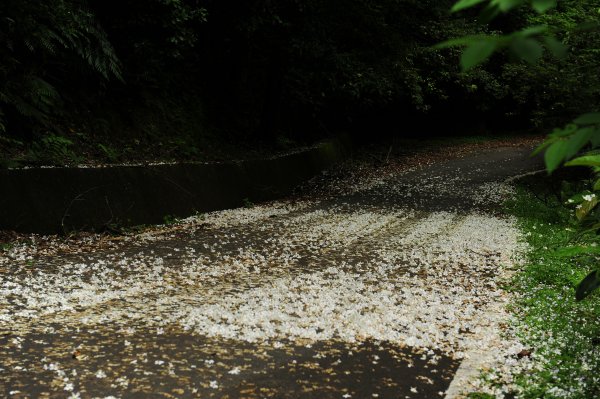 來去夢湖路賞油桐吧 2022 D0423 雪白油桐 已翩然飄灑而下1685159