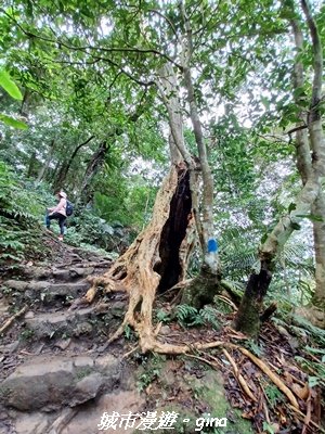 【新竹竹東】五指山登山步道3004810