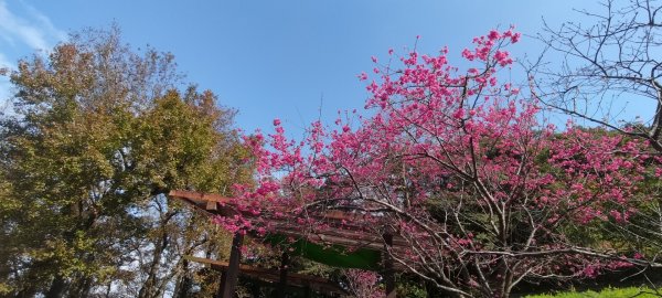 貓空樟樹步道2406652