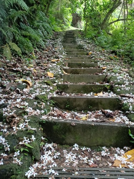 花蓮撒固兒步道1350890