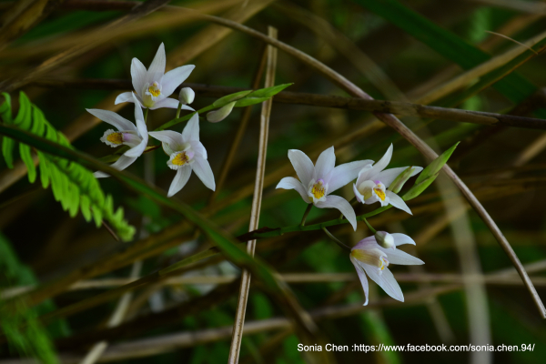 淡淡的白、淡淡的黃、淡淡的紫 2025 D0602  小白及 「台灣白及」