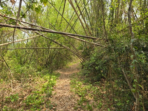 2025-04-07 左鎮後坑古道（牛港嶺）2757662