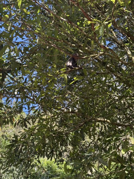 20251004嘉義奮起湖大凍山步道(頂湖)2914900