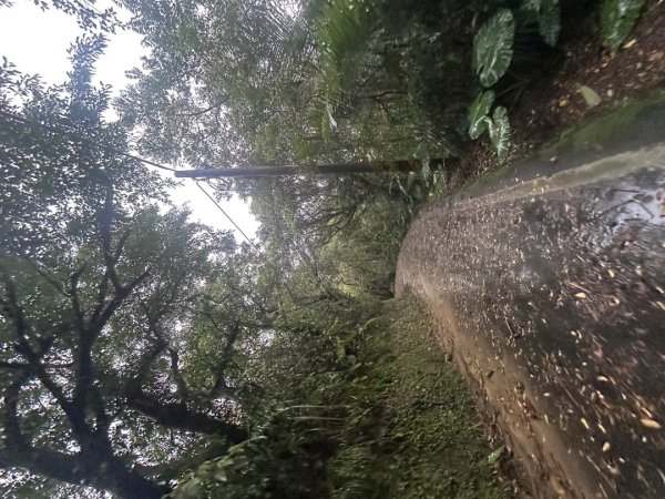 2024草嶺古道芒花季草嶺古道2644780