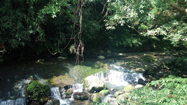 台北狗殷勤古道上平菁42巷下溪山古道賞櫻行2704916