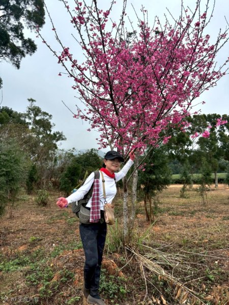 20260127三通嶺山.三義山(大桁茂山).慈濟山.大坪山大O走2990015