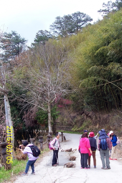 105-03-05 新竹縣尖石鄉司馬庫斯神木二日遊32088