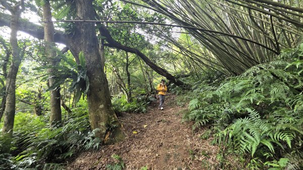 即將春季的百花齊放鵝尾山串行古圳道及平菁街42巷賞櫻健行O型走2988700