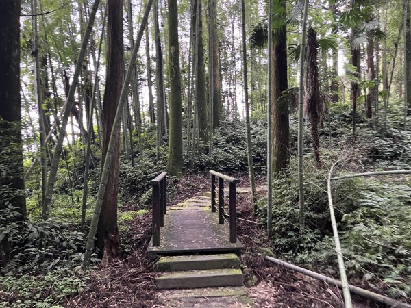 [嘉遊好步道．來嘉走走-04/10] 2024_1011 阿里山頂湖步道2624764