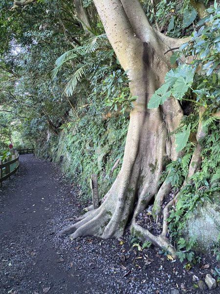 2024/09/16 天母古道（水管路） 紗帽山2884396