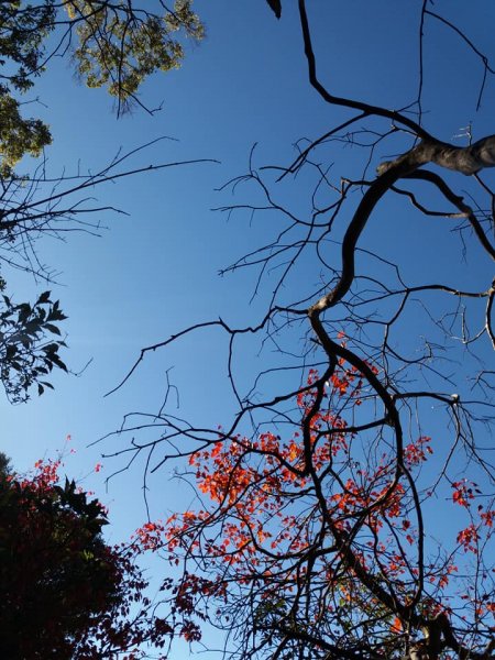 108.12.14台中稍來山（紅榨槭，夕776896